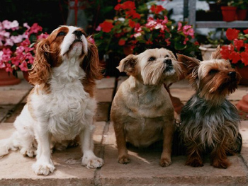 Inspiration Sounds 17