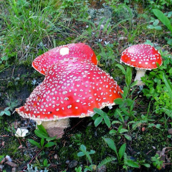 Inspiration Sounds 21