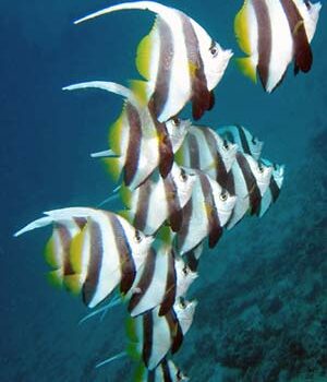 Inspiration Sounds 32