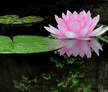 Lotus Groves